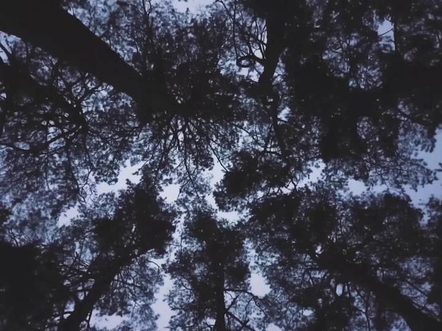 Forest Lullaby