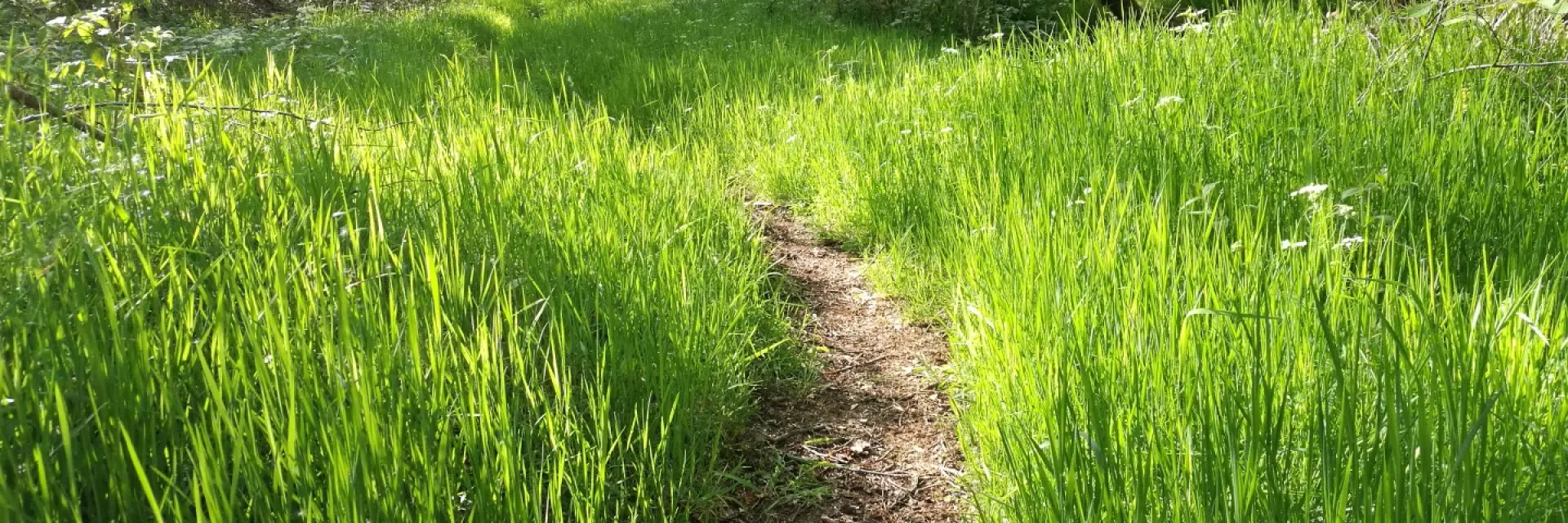 Chemin Le Bois Des Boeufs