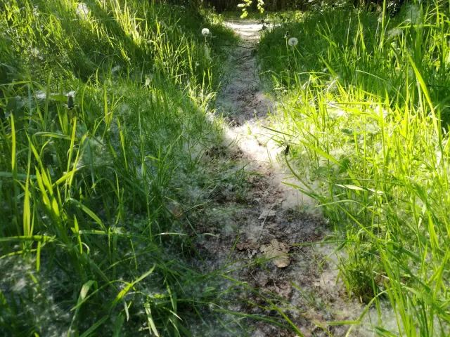 Fleurs Le Bois Des Boeufs