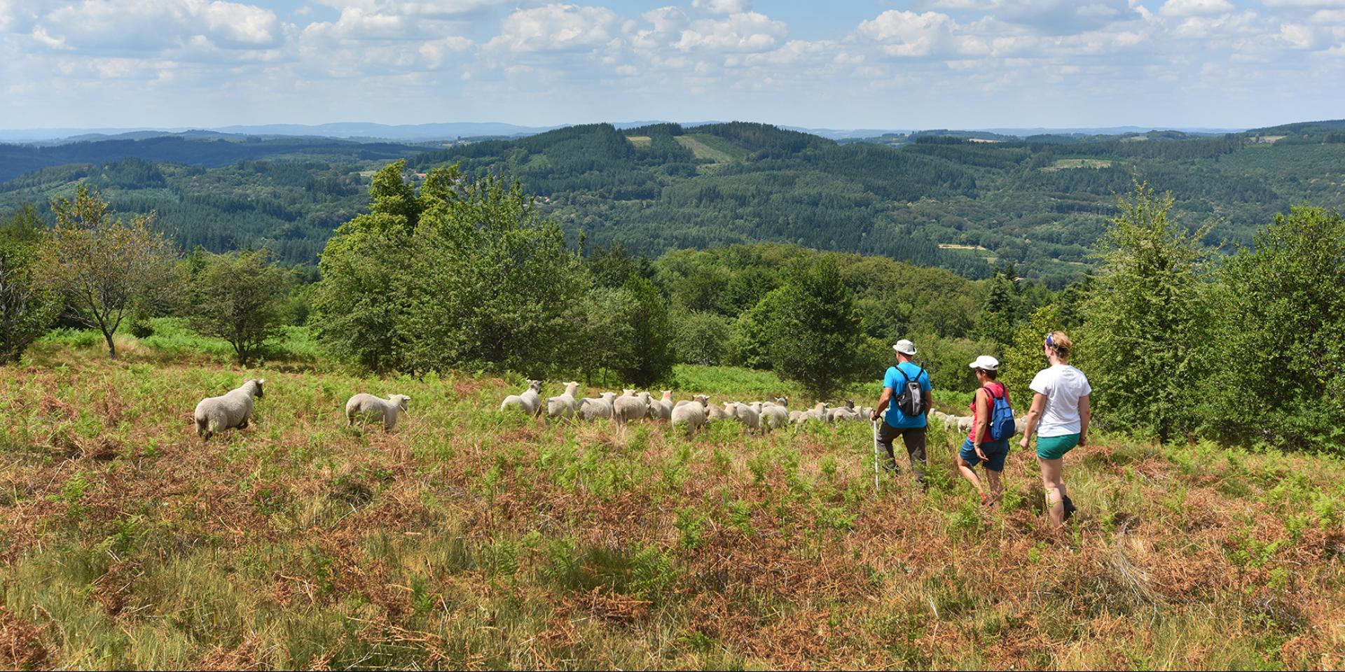 Randonnée dans les landes d'Augerolles