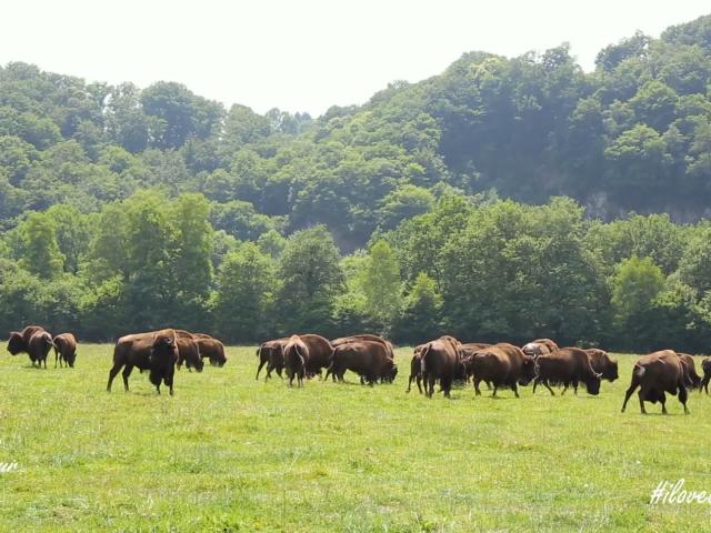 Bisons1