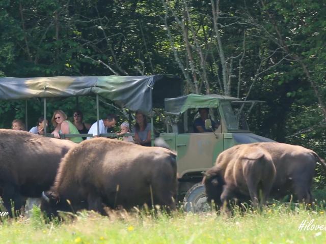 Visite des parcs en 4x4 à l'élevage de bisons à Thauron dans la Creuse