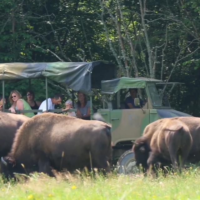 Visite des parcs en 4x4 à l'élevage de bisons à Thauron dans la Creuse