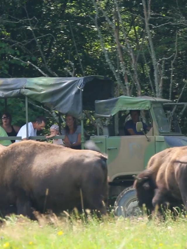 Visite des parcs en 4x4 à l'élevage de bisons à Thauron dans la Creuse