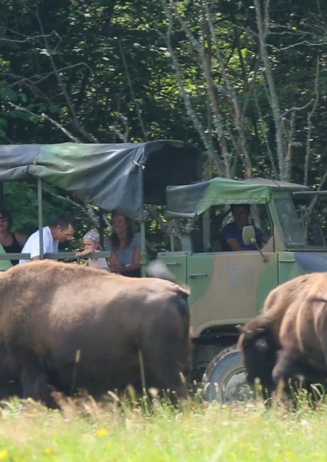 Visite des parcs en 4x4 à l'élevage de bisons à Thauron dans la Creuse