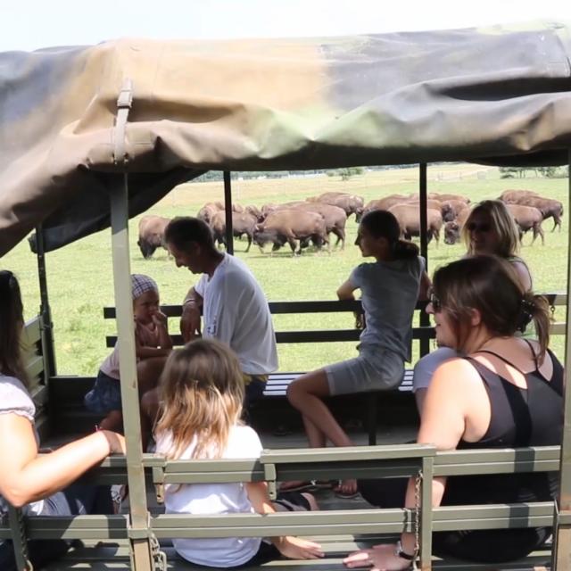 Parc à bisons en Creuse