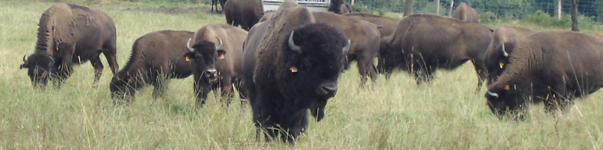 Parc à bisons en Creuse