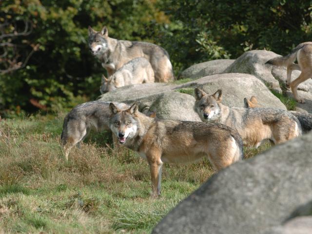 Le Parc Aux Loups Parc Animalier Des Monts De Guéret Site Touristique En Creuse©s.parouty