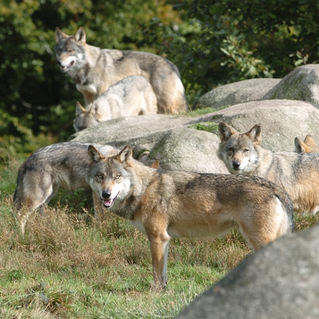 Les Loups De Chabrières, L'origine De Bien Des Légendes ©s.parouty, La Creuse