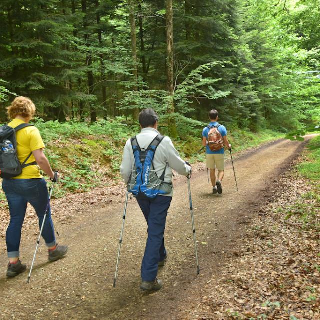 Forêt d'Épagne - Creuse Sud Ouest