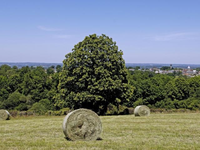 Botte de foin - paysage campagne, nature ©J.Damase