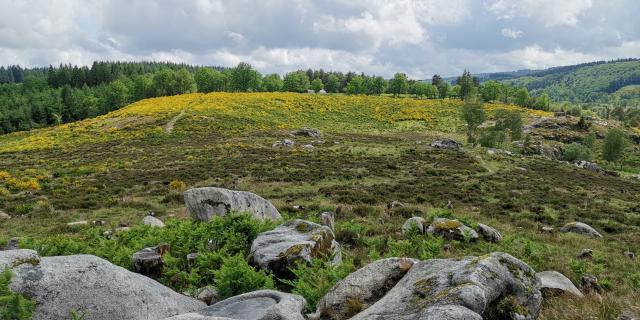 Landes et tourbières de la Mazure