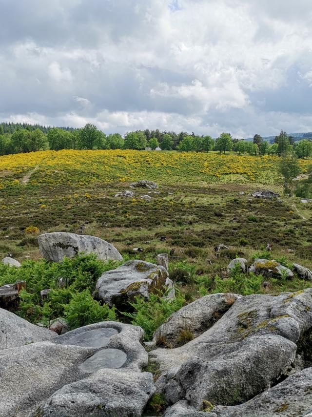 Landes et tourbières de la Mazure
