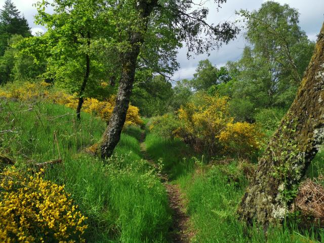 Landes et tourbières de la Mazure