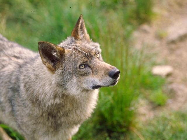 Parc aux loups Guéret ©O.Maury