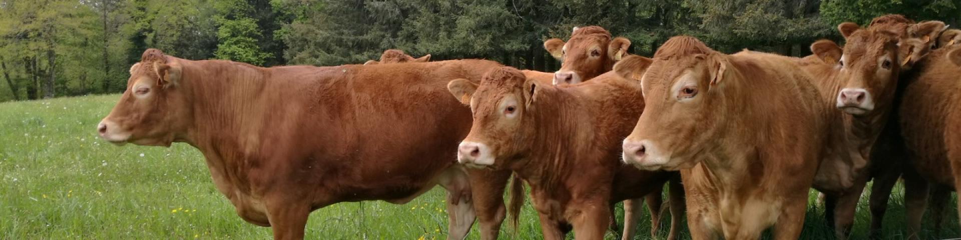 Vaches limousines