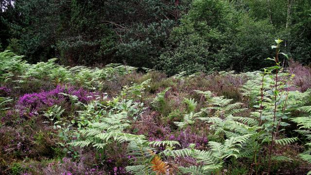 Les gorges du Thaurion