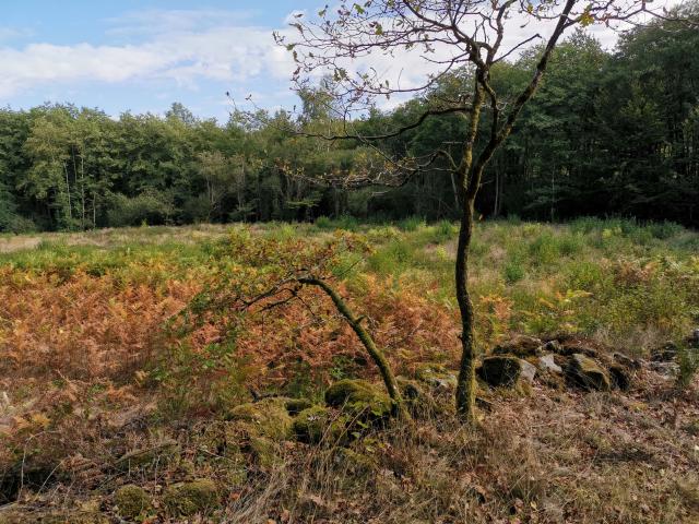Landes d'Augerolles