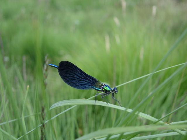 Nature 15 ©tourisme Aubusson Felletin