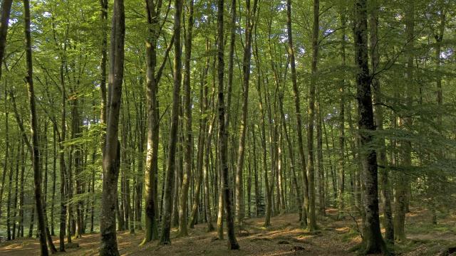 Foret Chabrieres 3422