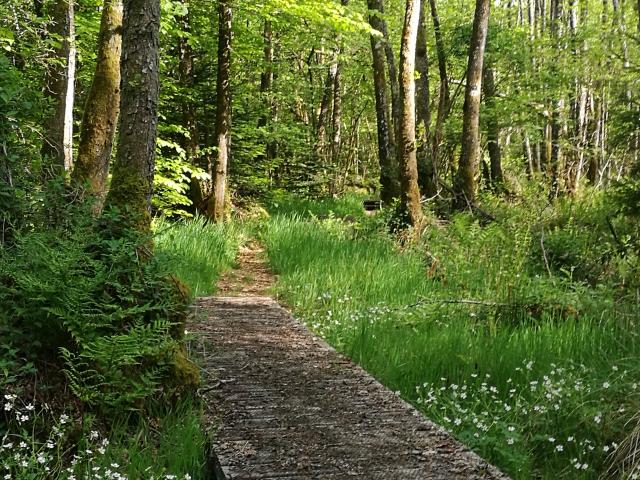 Le bois des Boeufs