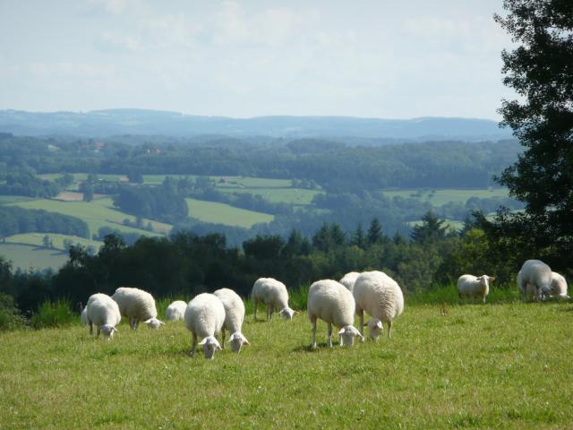 Moutons Plateau De Millevaches
