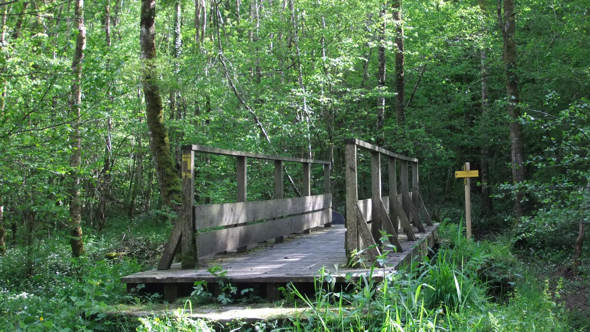 La forêt d'Epagne