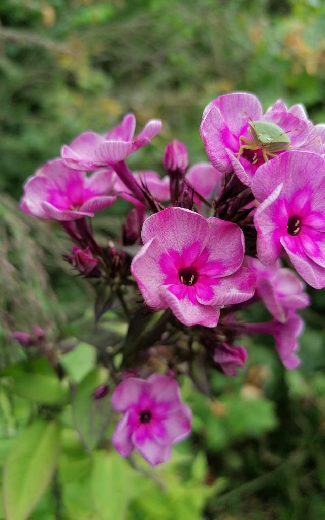 Jardin dans la Sagne - la Creuse