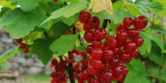 Domaine de Banizette - Jardin en Creuse