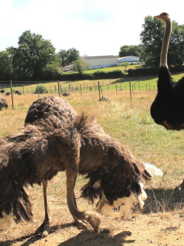 Beaupre Autruches