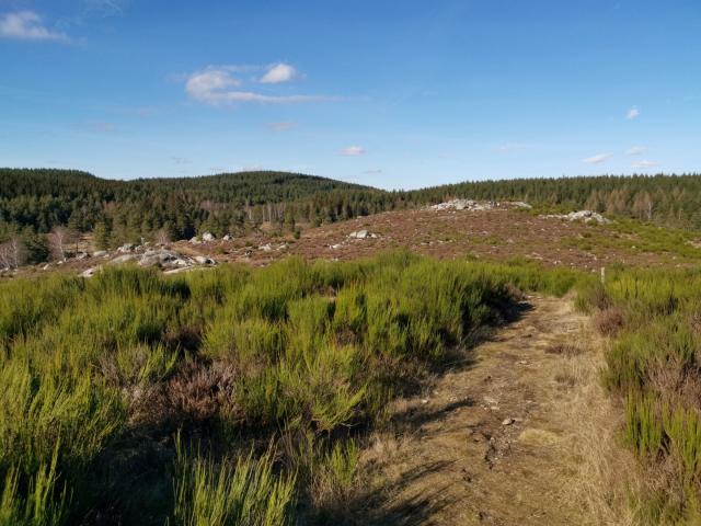Landes Et Tourbières De La Mazure (14)