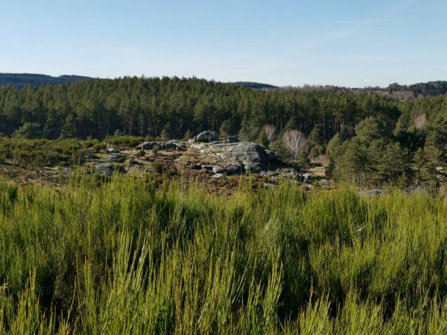 Landes Et Tourbières De La Mazure (15)