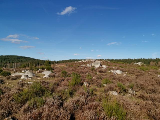 Landes Et Tourbières De La Mazure (17)