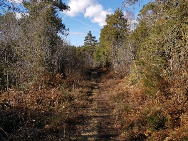 Landes Et Tourbières De La Mazure (29)