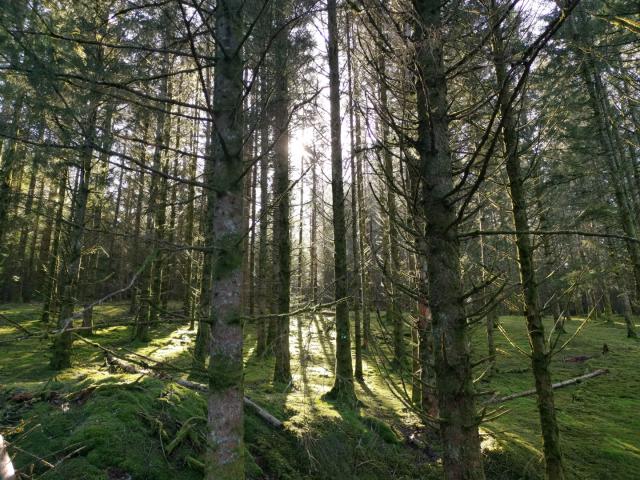 Landes Et Tourbières De La Mazure (3)