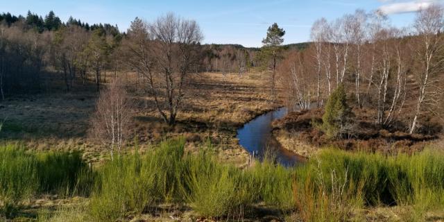 Landes Et Tourbières De La Mazure (36)