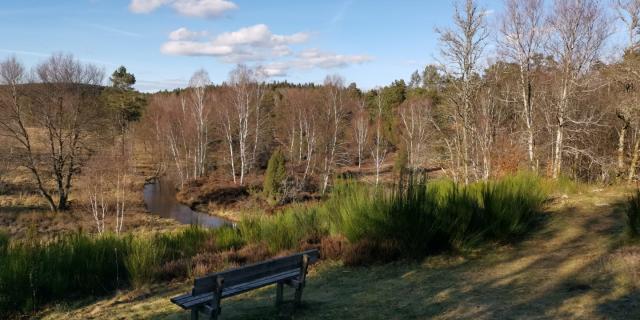 Landes Et Tourbières De La Mazure (38)