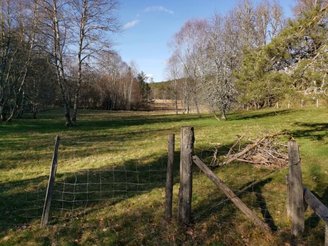 Landes Et Tourbières De La Mazure (5)