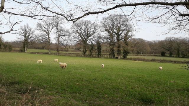 Champ De Moutons Bétête