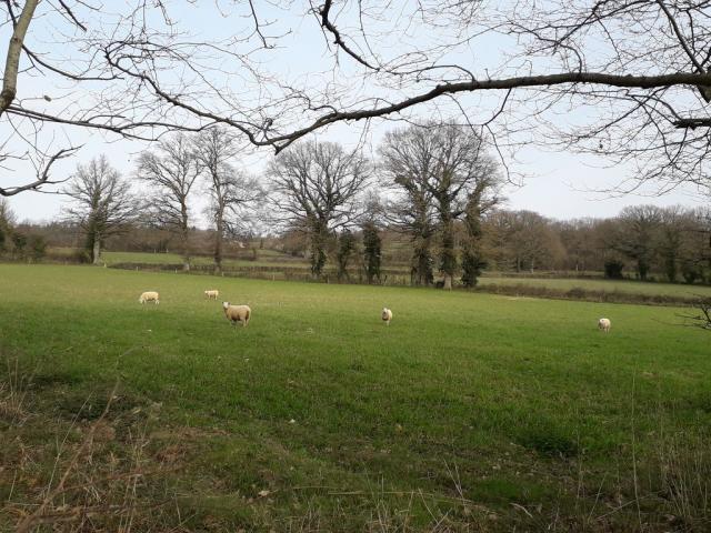 Champ De Moutons Bétête