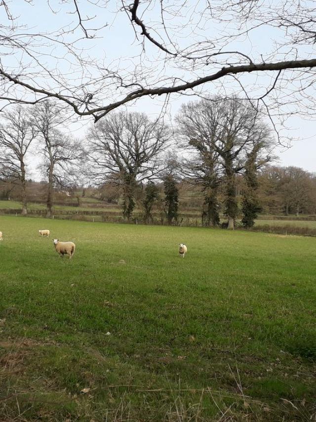 Champ De Moutons Bétête