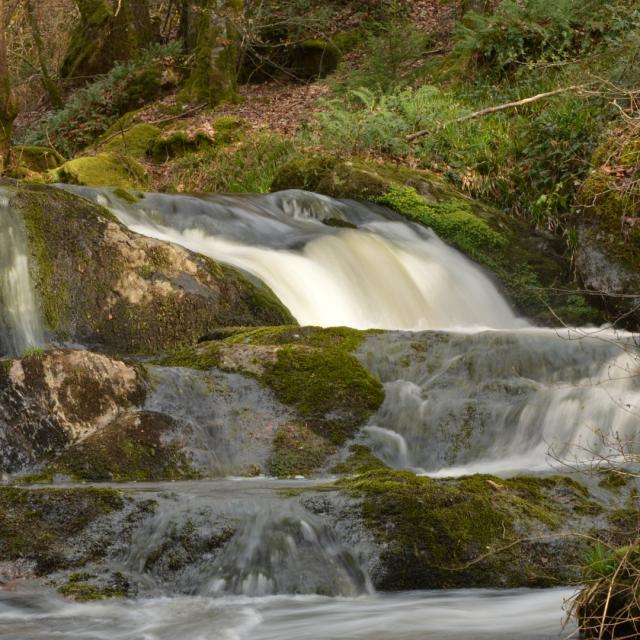 Le bois des boeufs