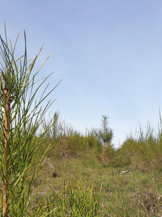 Bois De Lassoux