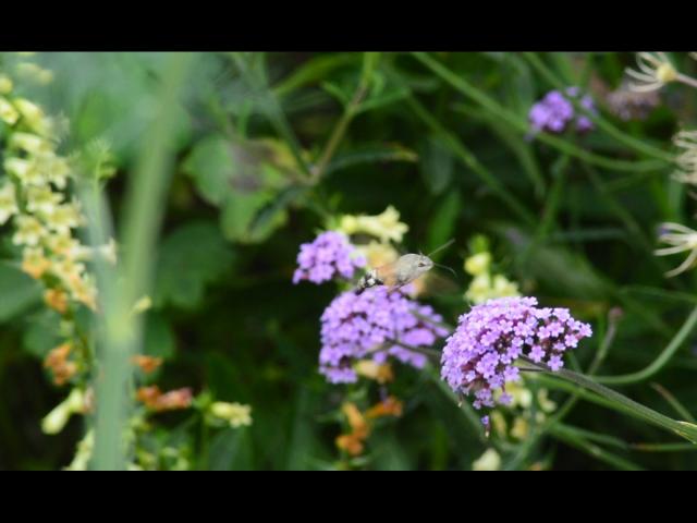 Jardin De La Sagne 5