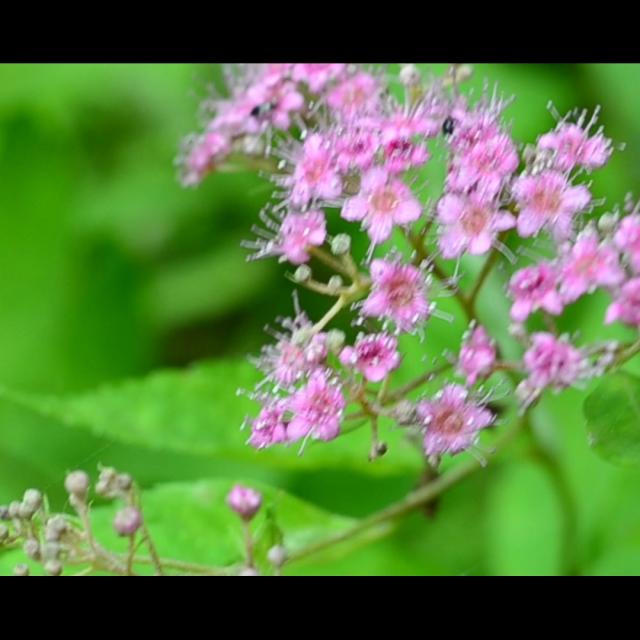 Jardin Clos Du Prefons12
