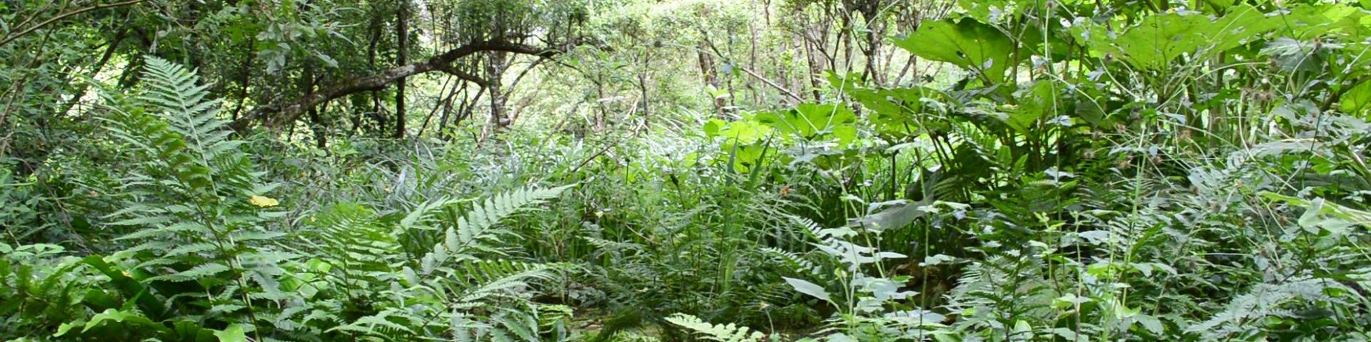 Jardin Clos Du Prefons6