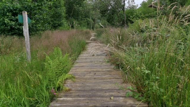 Lande d'Augerolles