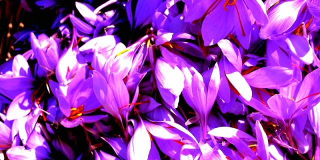 Safraniere Fleursdesafran.jpg 800px