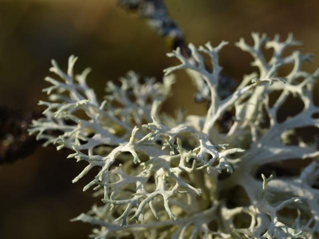 Lichen
