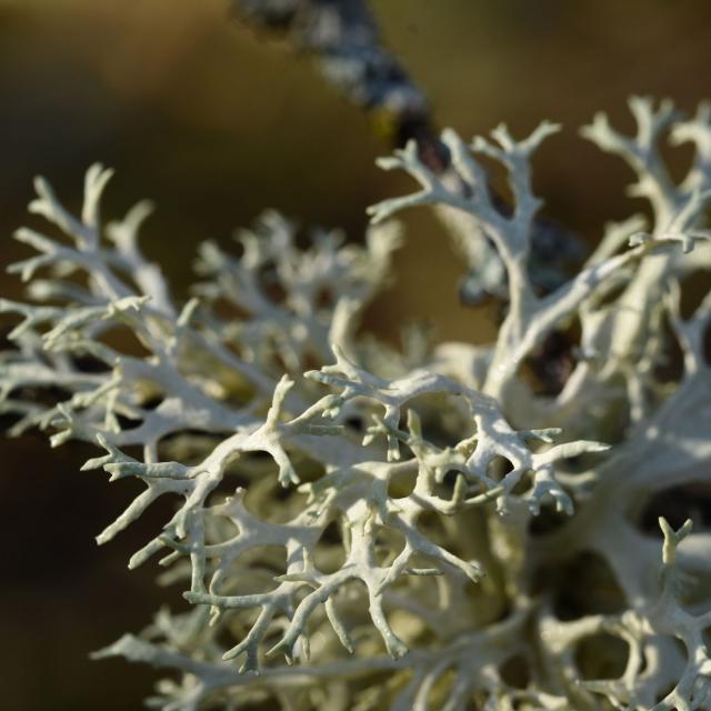 Lichen